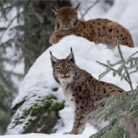 Wildlifetour: Tiere, Tierspuren und ihr Netzwerk