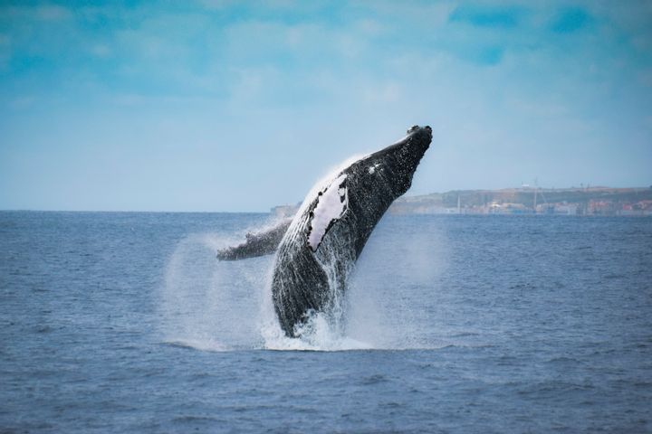 Whale and Dolphin Experience